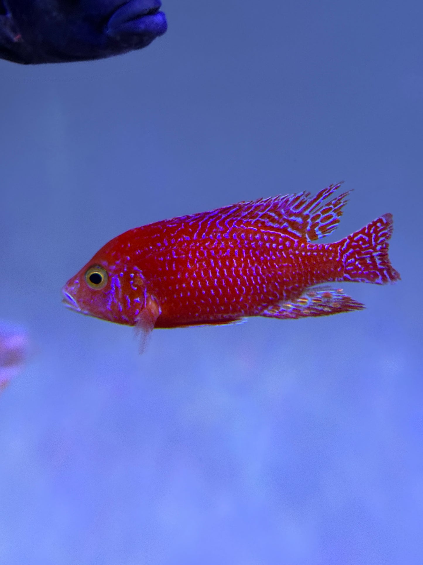 Super red dragon blood peacock cichlid
