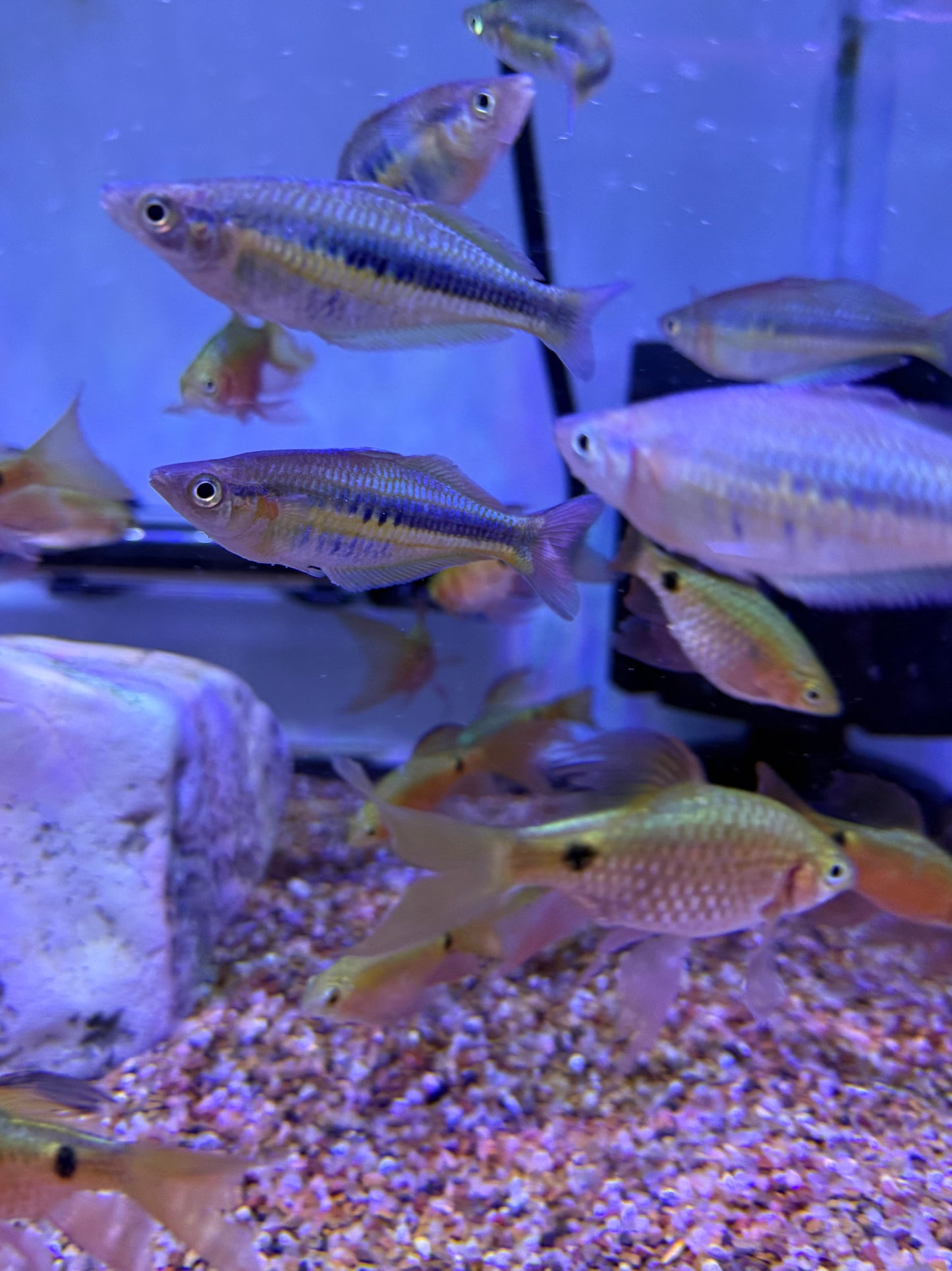 Alleni "Wapoga" Rainbowfish
