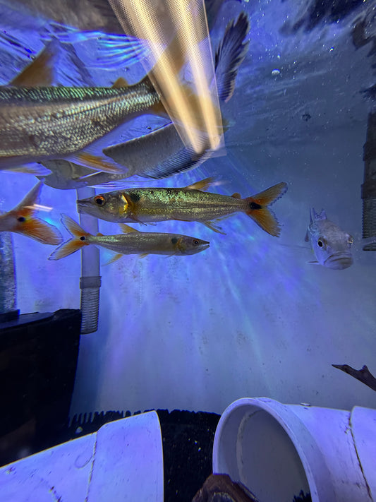 Red Tail Barracuda (Acestrorhynchus Falcatus)