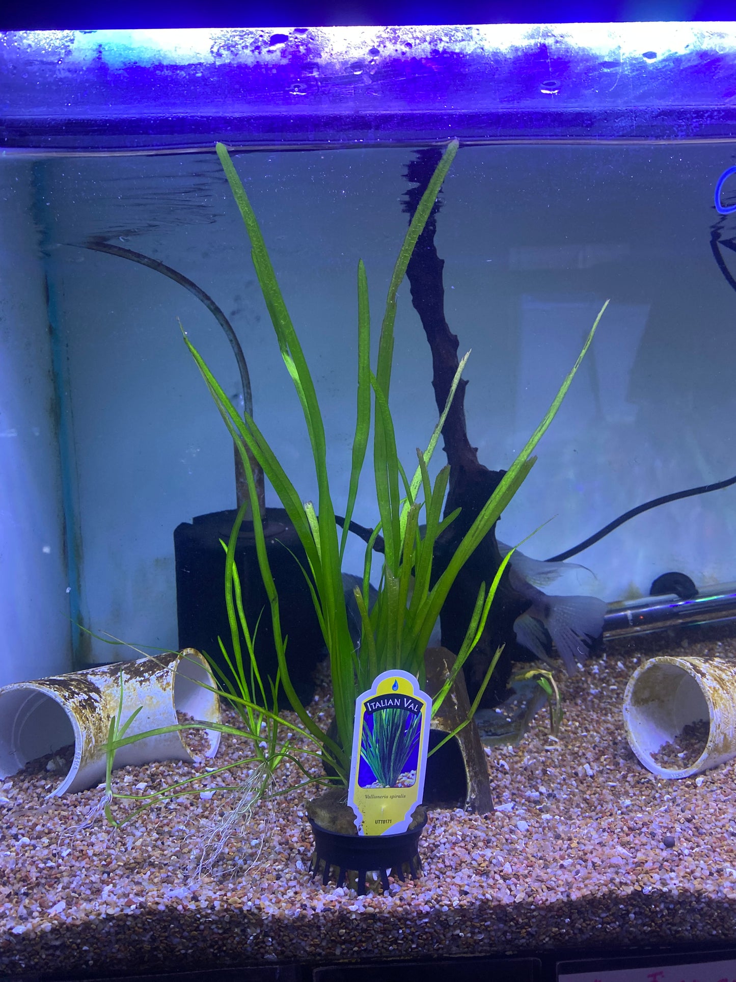 Italian Val Vallisneria spiralis Plant