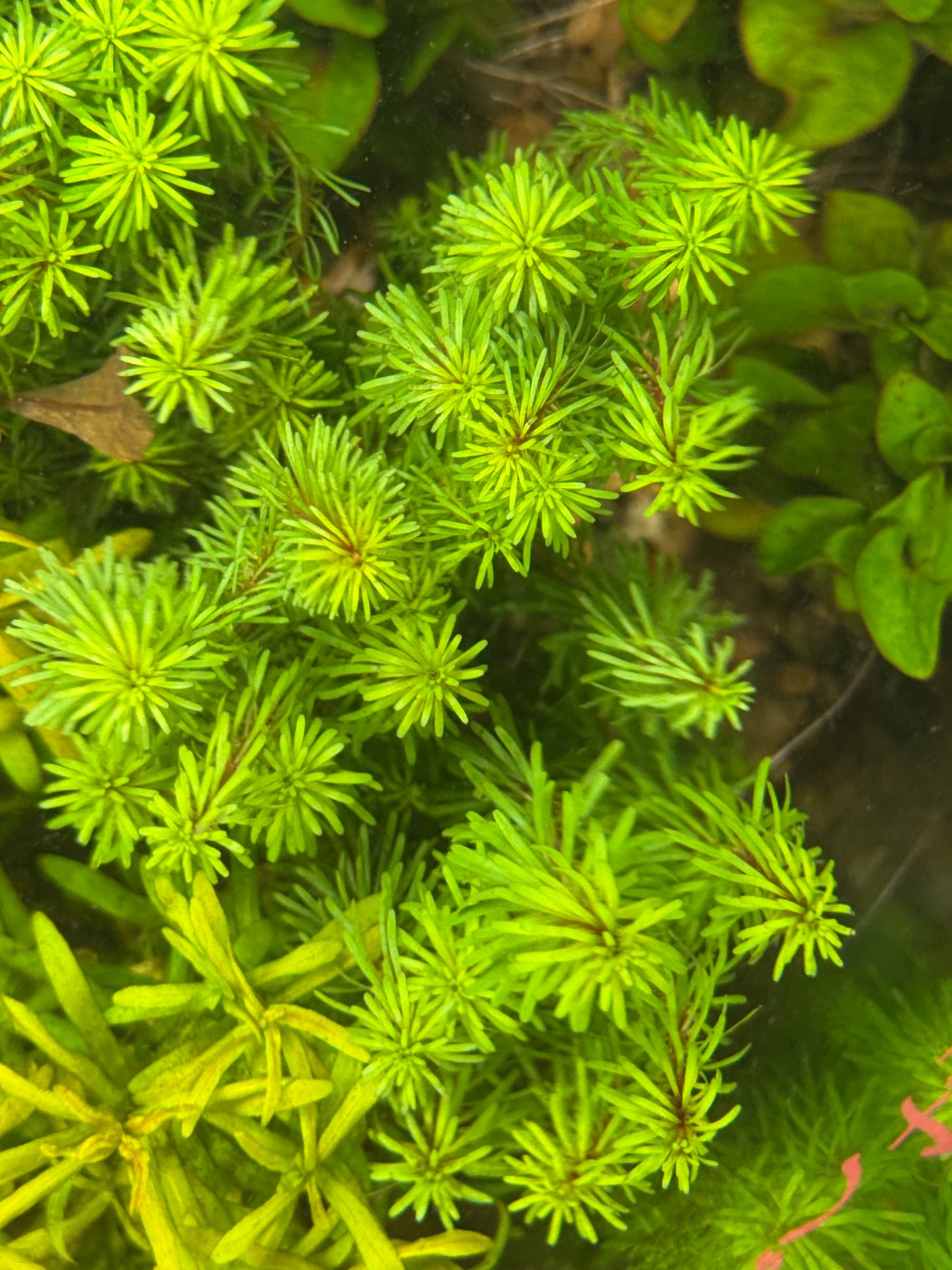 Rotala Wallichii Plant