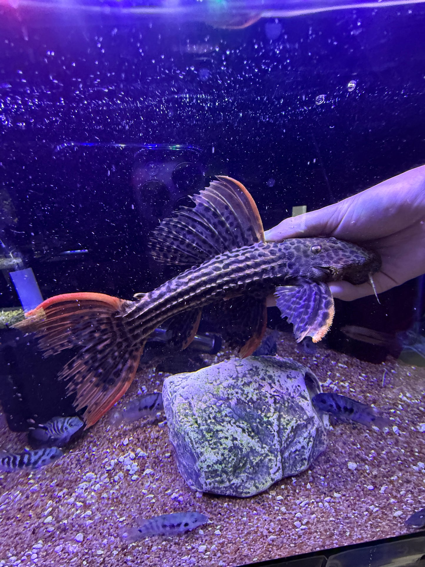 L025 Scarlet Pleco 7 Pointer Sao Felix