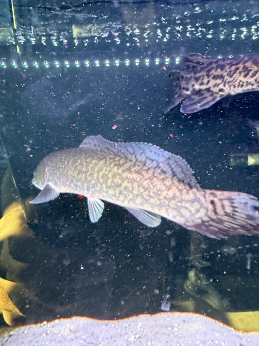 Bowfin (Amia calva)