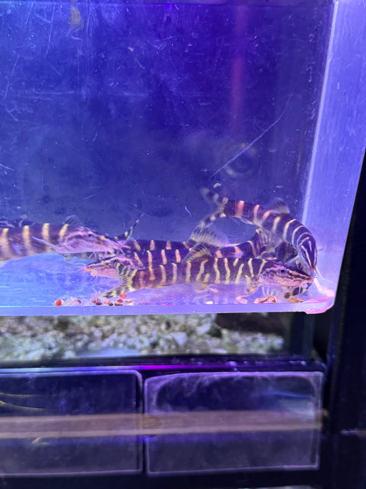 Botia superciliaris Sinibotia superciliaris Golden Chinese Loach Chinese Zebra Loach