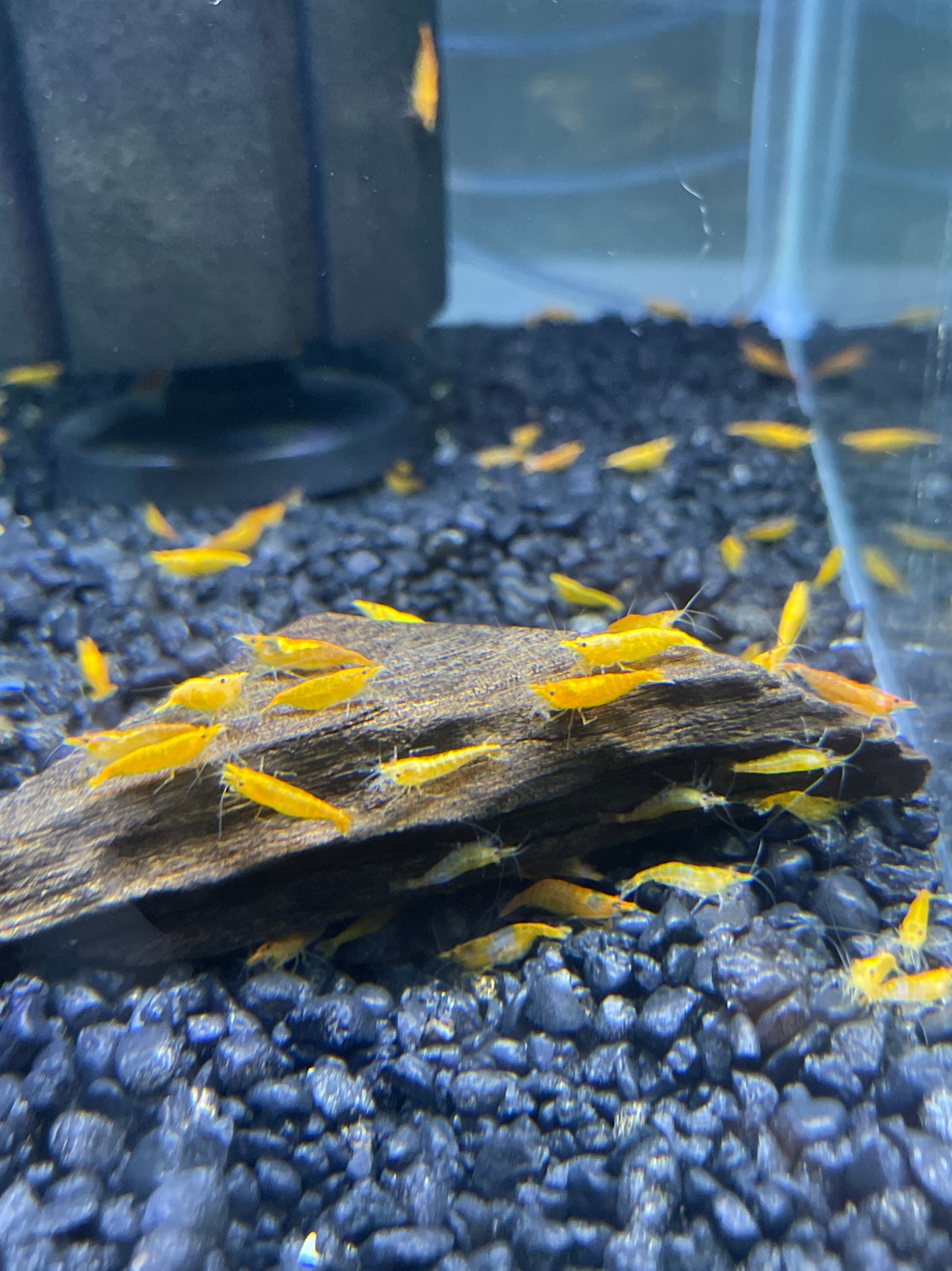 Orange Shrimp Neocaridina davidi