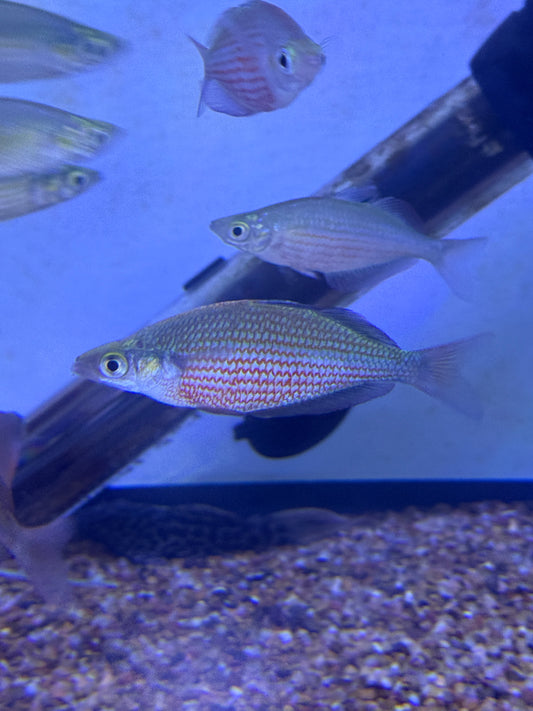 Glossolepis dorityi Dority's Rainbowfish