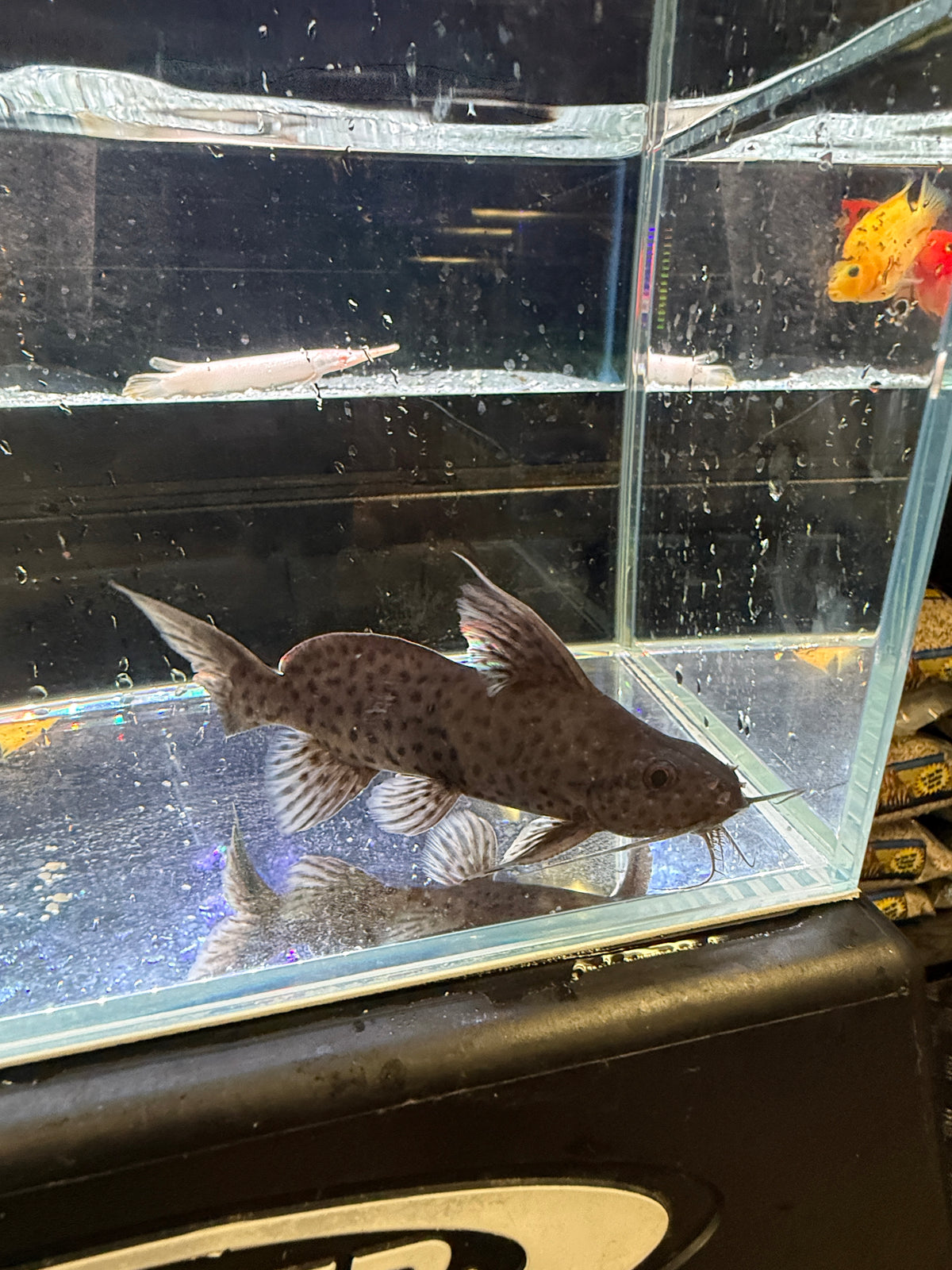 Synodontis catfish hybrid