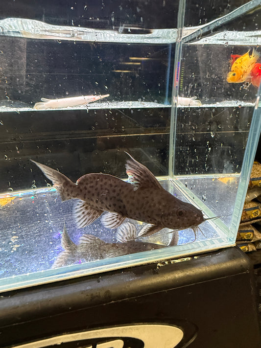 Synodontis catfish hybrid