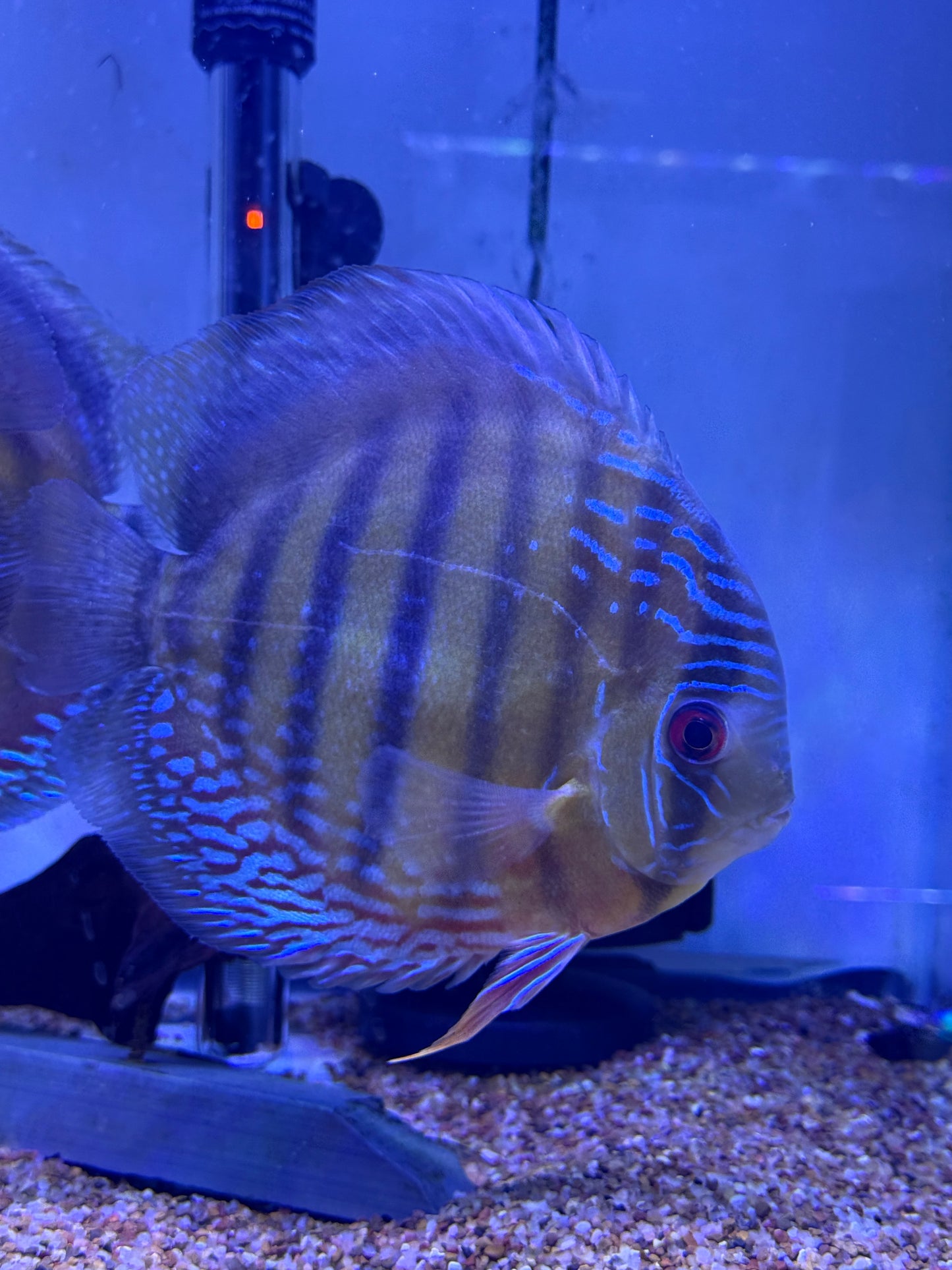 Super Rare! Brazil Wild Semi Royal Red Nhamunda Discus