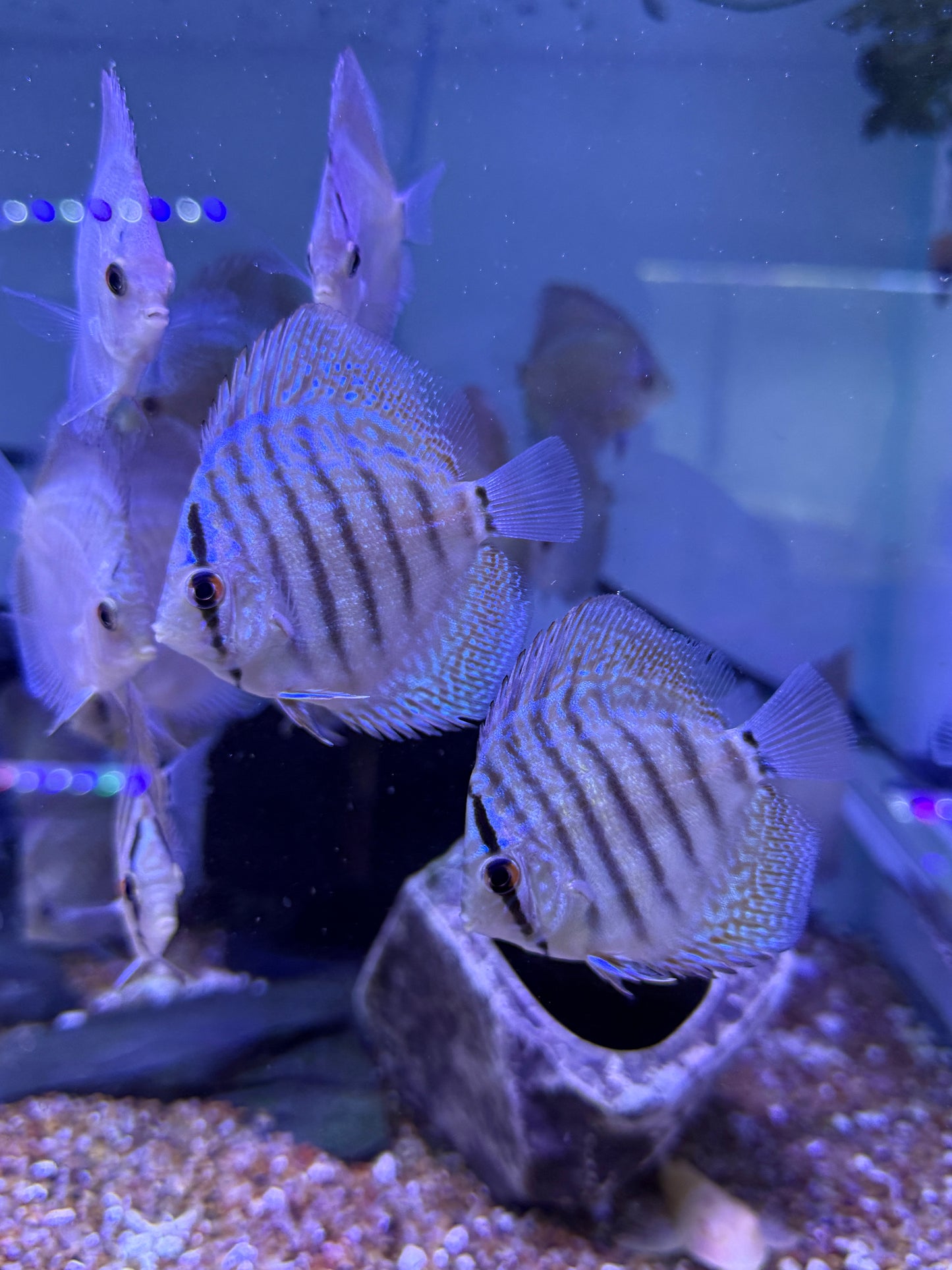 Discus Assorted Blue diamond and Eruption hybrids
