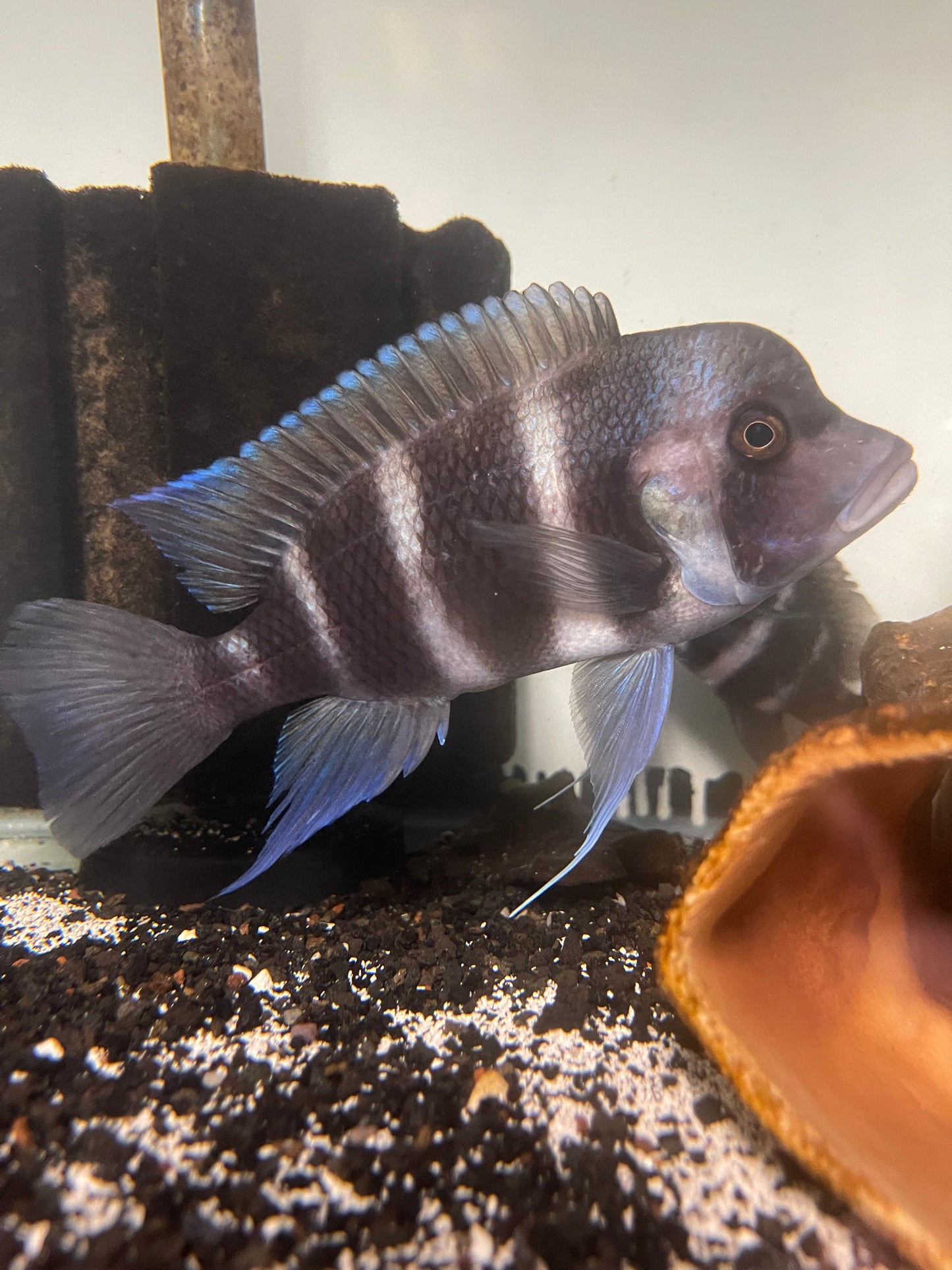 Frontosa