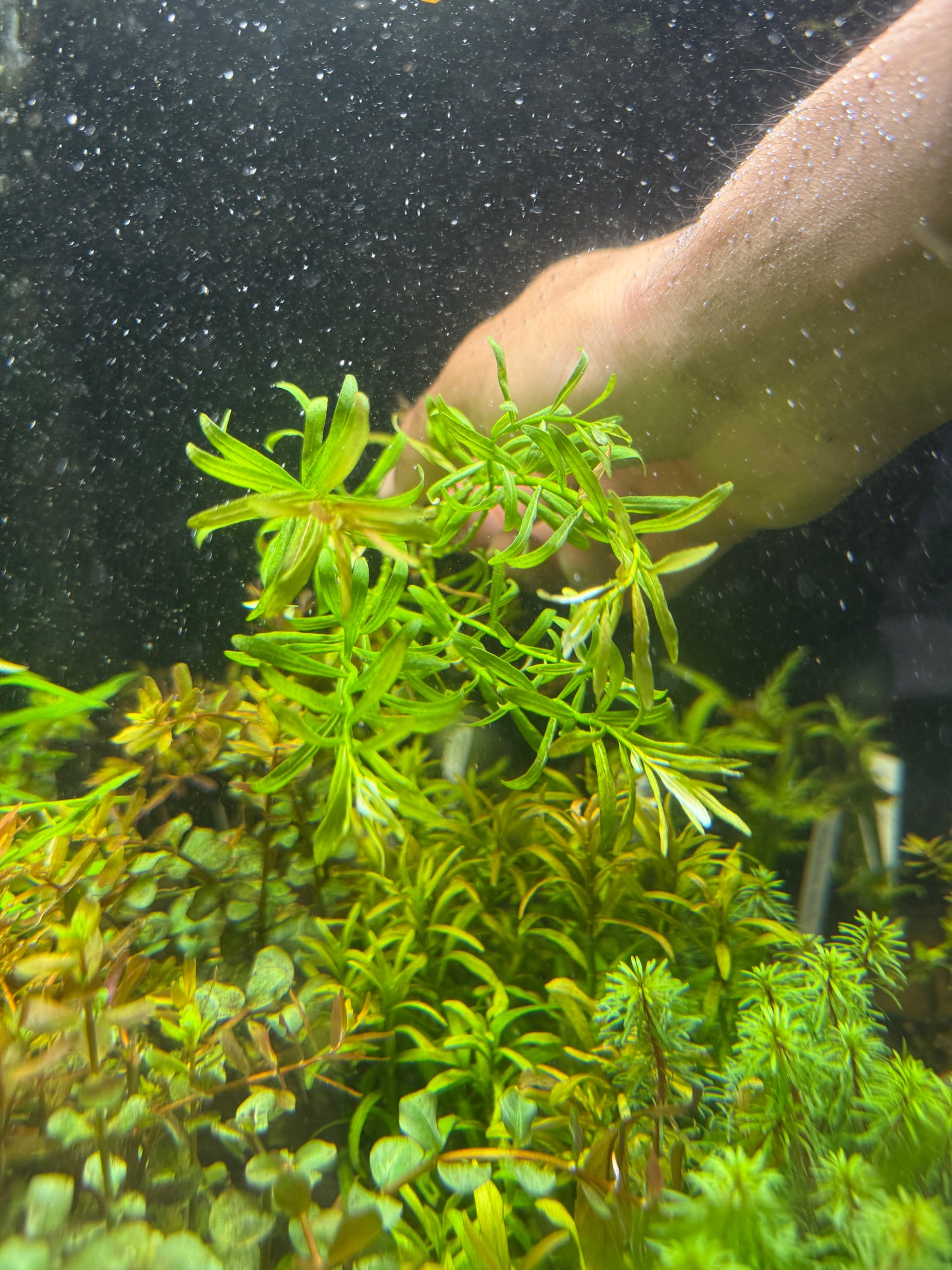 ROTALA RAMOSIOR 'RED CROSS' Plant