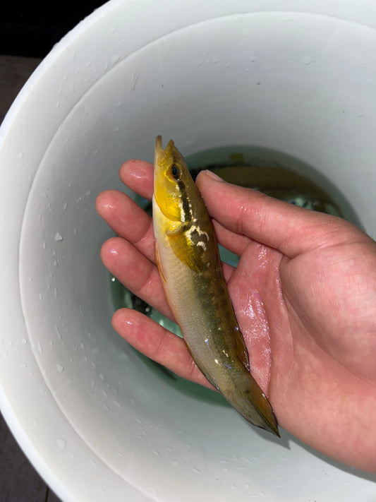 Jewel Pike Cichlid crenicichla saxatilis