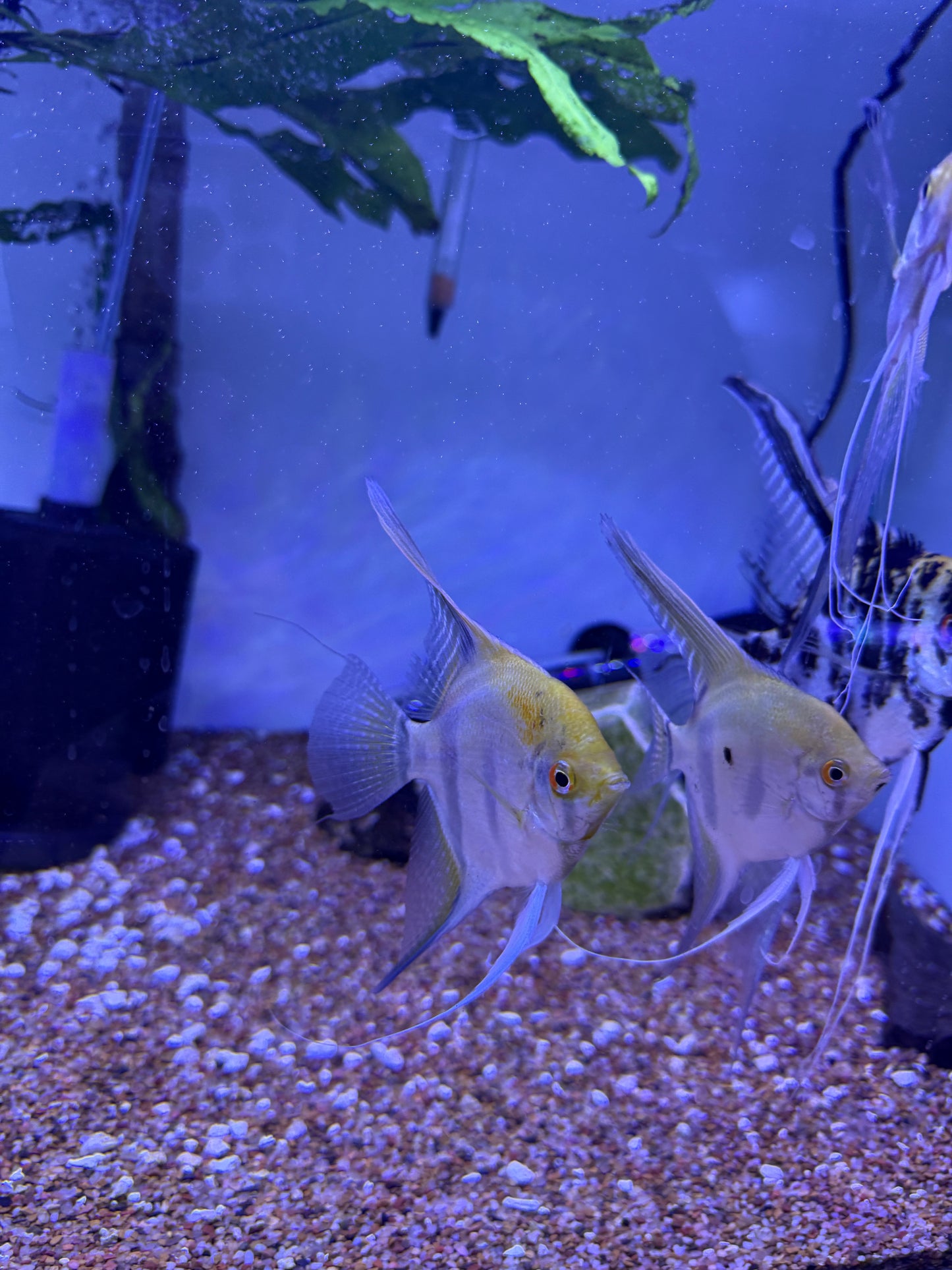 Hybrid Zebra Angel Gold head Pterophyllum scalare