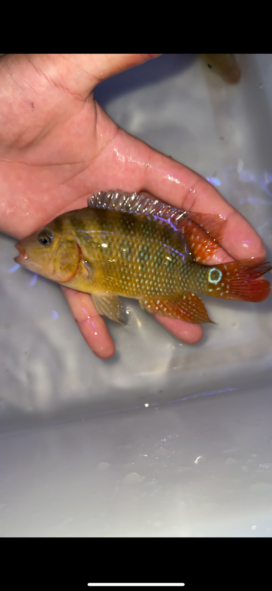 Cichlasoma festae
Red Terror wild caught from Ecuador F0 Fish !!