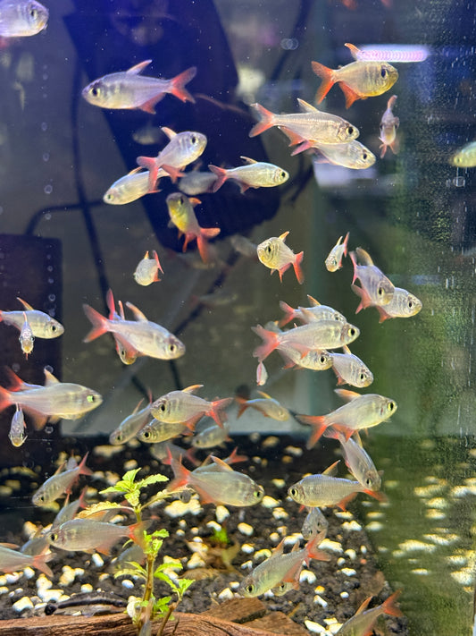 Red and Blue Colombian Tetra (Hyphessobrycon columbianus)