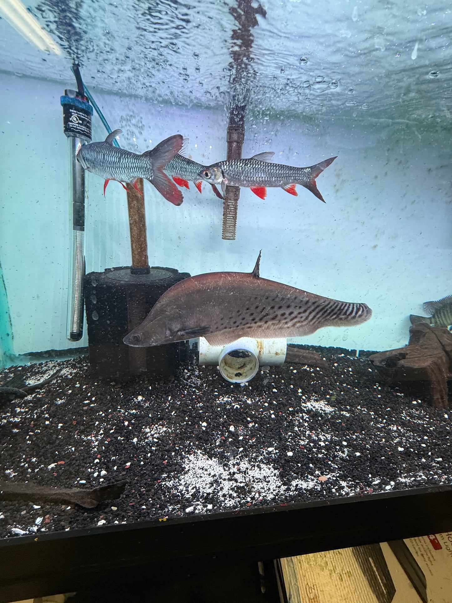 Royal Knife Fish