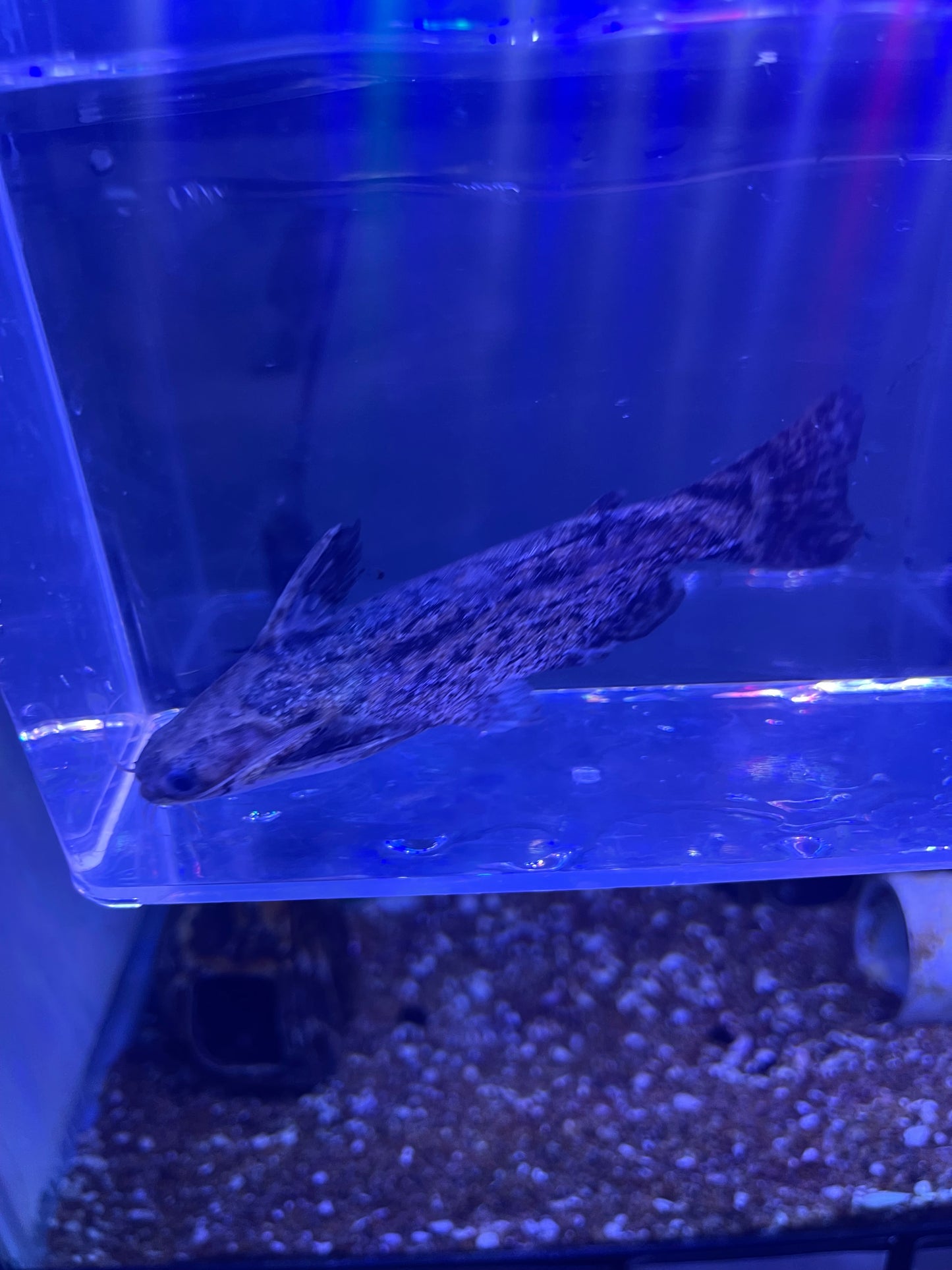 Driftwood Catfish (Trachelyopterus fisheri