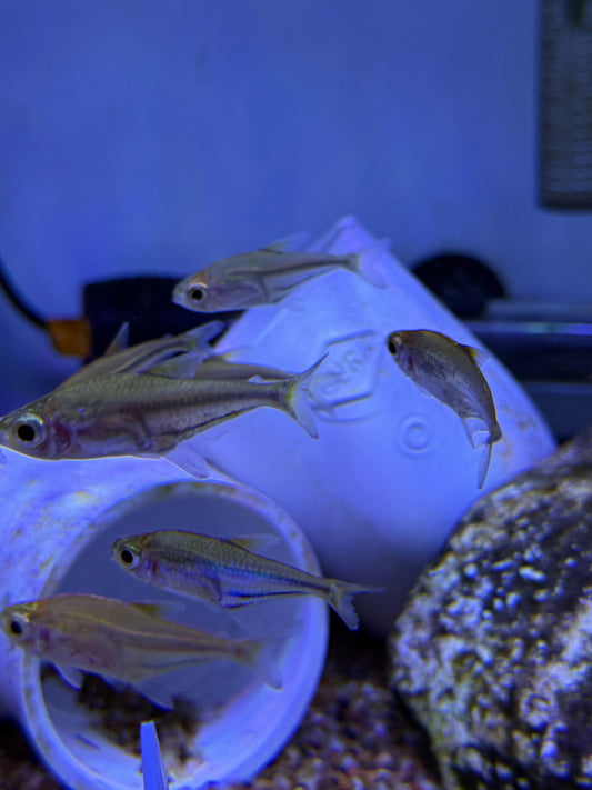 Blue Flash Glass Tetra (Heterocharax virgulatus)