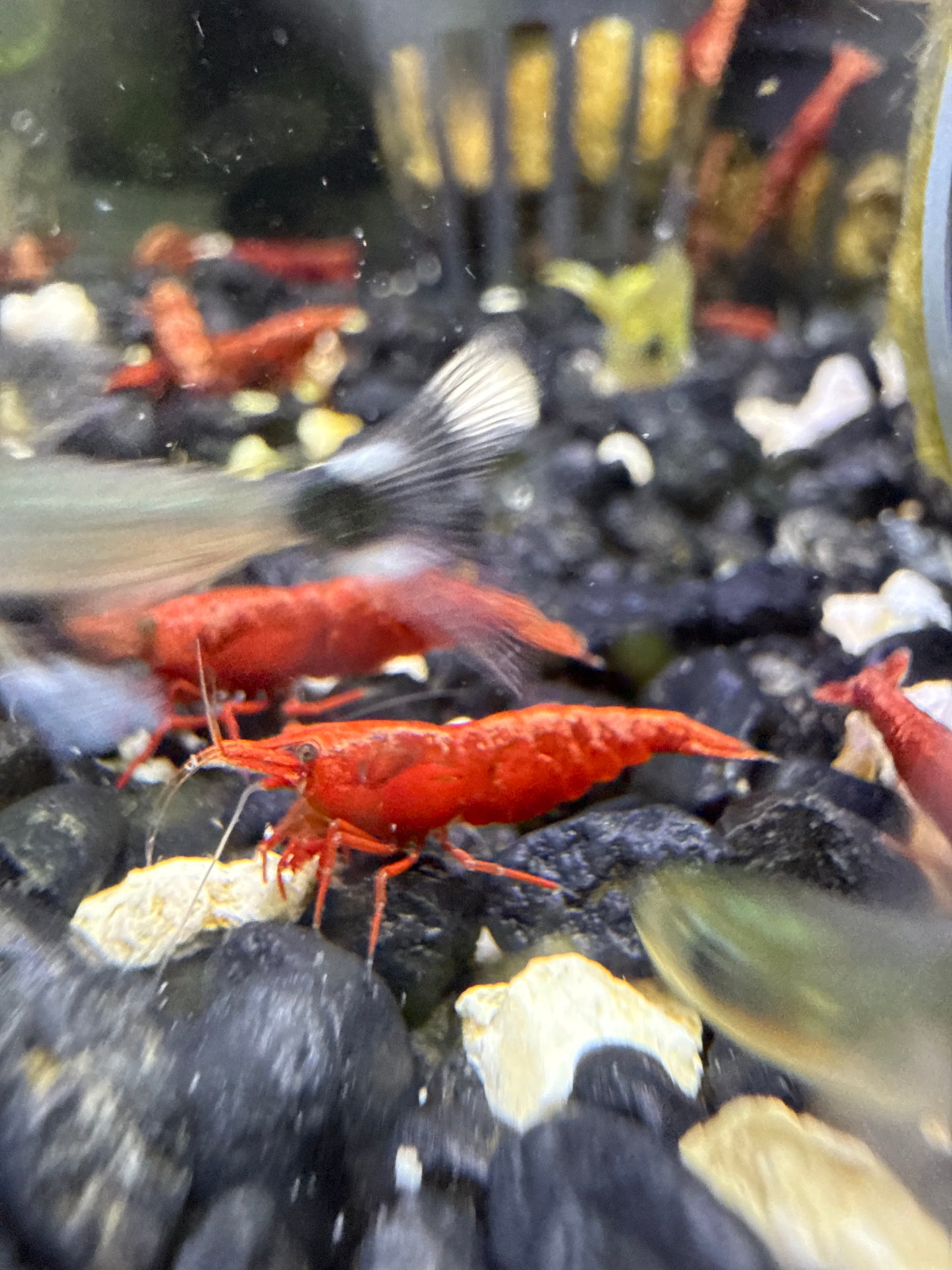 Red Cherry Shrimp Neocaridina davidi