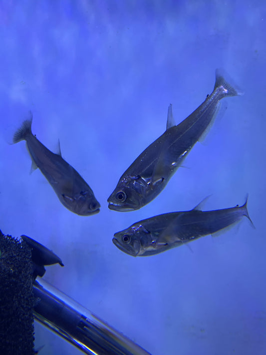 Vampire Tetra (Hydrolycus Scomberoides)