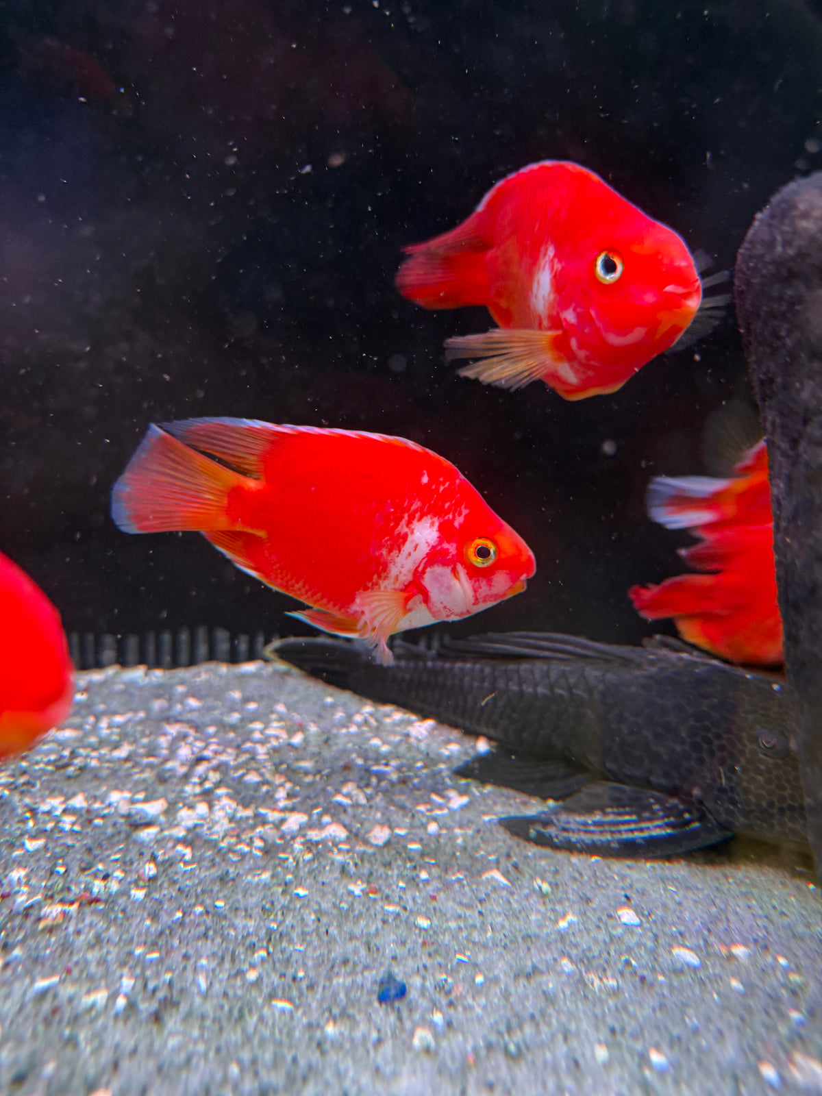 Kohaku Parrot Ingot