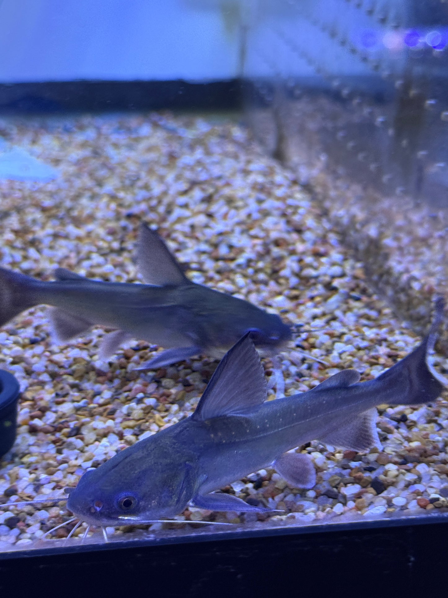 Papuan Shark Catfish (Neoarius graeffei)