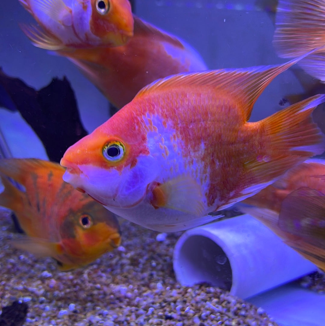 Kohaku Parrot ingot