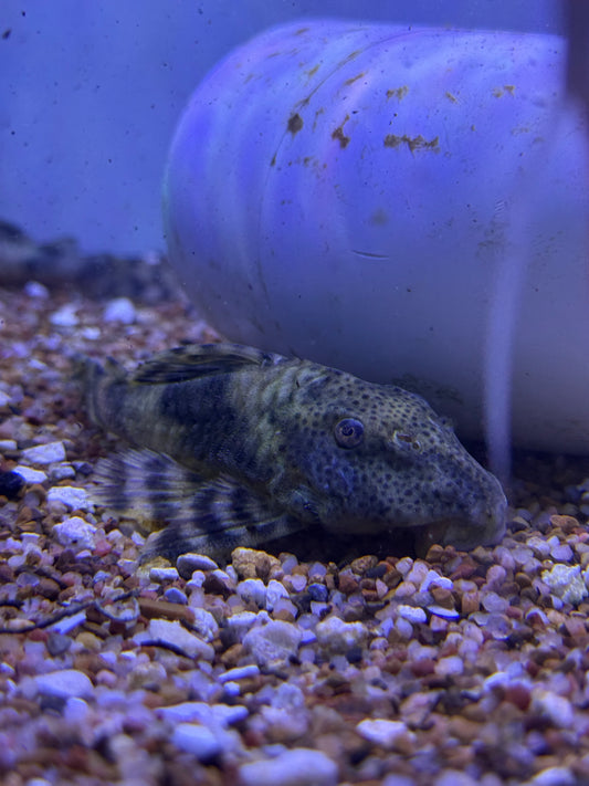 Peckoltia sp L008 L009 Peru
