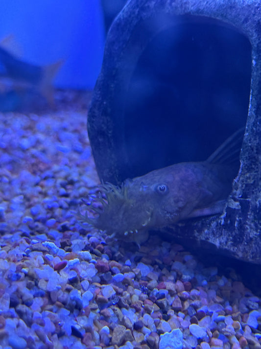 Bushy / Bristlenose pleco Wild Colombia Ancistrus sp