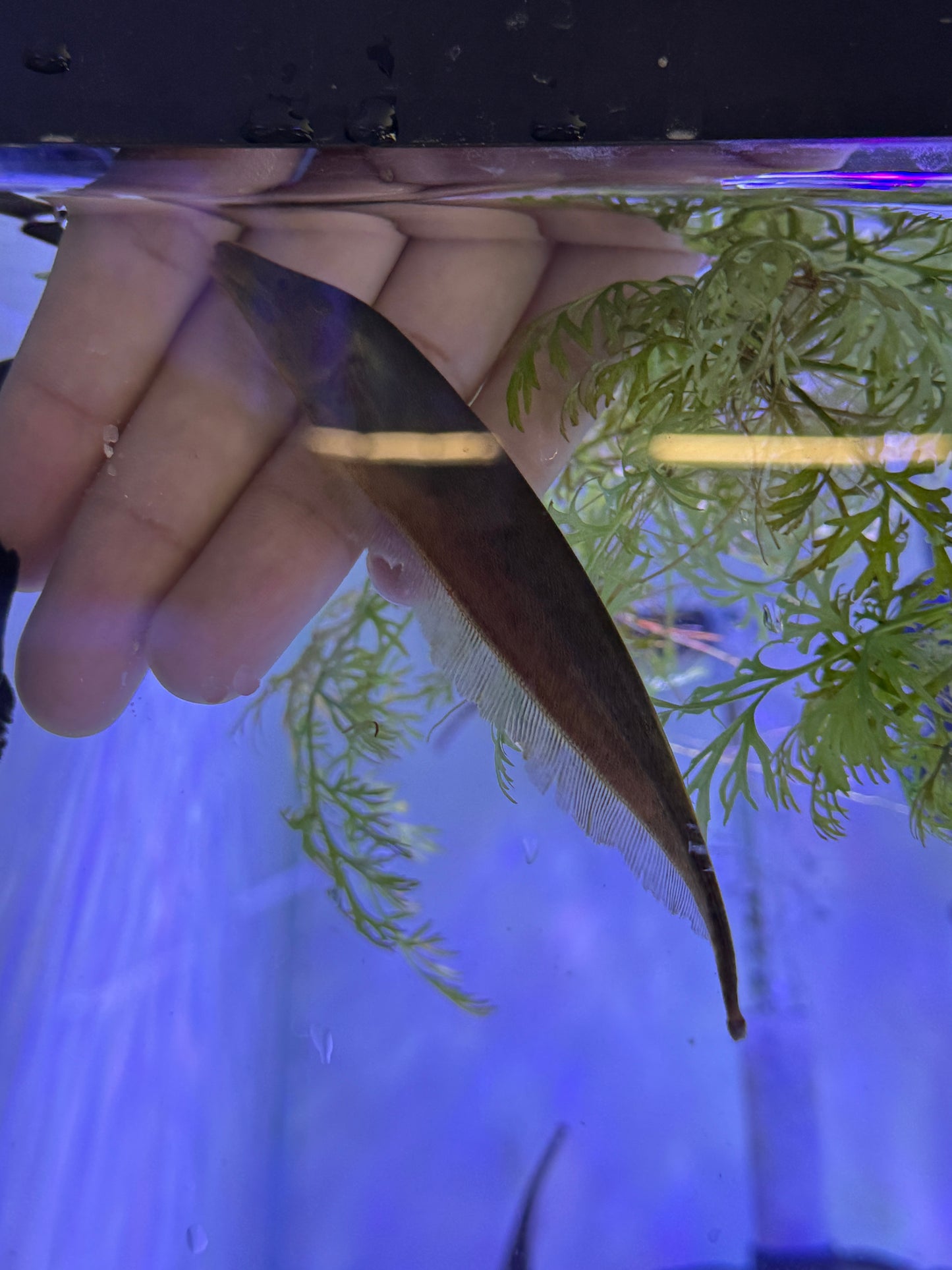 Apteronotus leptorhynchus Brown Ghost Knife