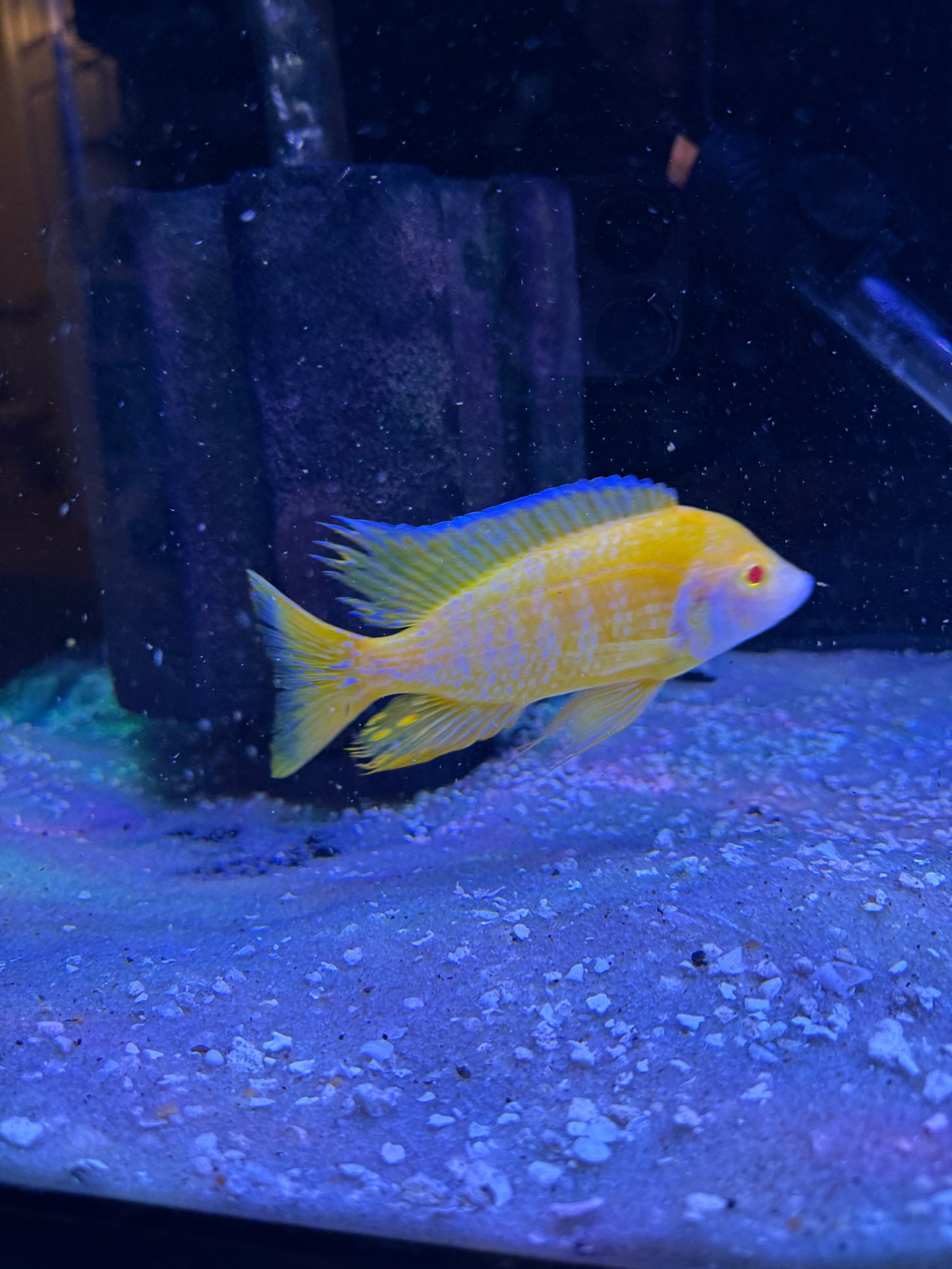 Albino Sunshine Peacock Cichlid (Aulonocara baenschi "Albino")
