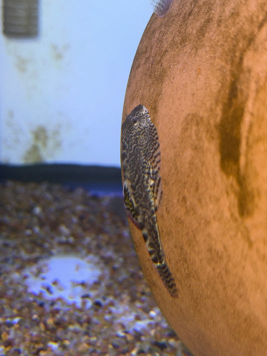 Pseudogastromyzon myersi Myer's Hillstream Loach Red Seam Hillstream