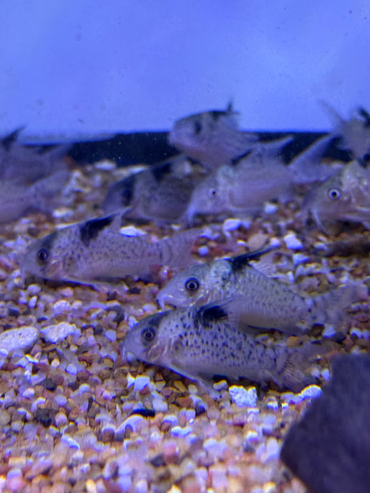 Corydoras Agassizii