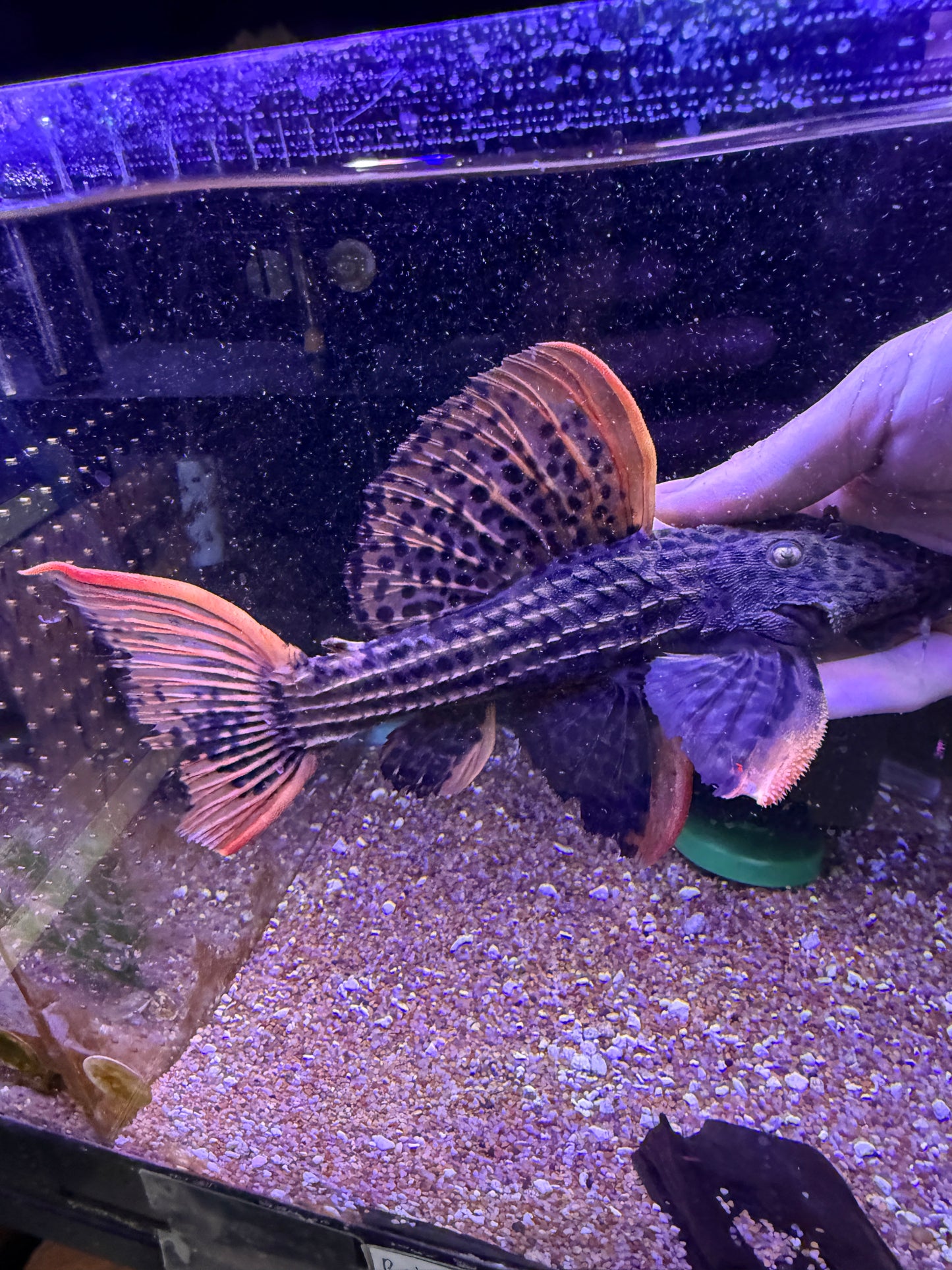L025 Scarlet Pleco 7 Pointer Sao Felix