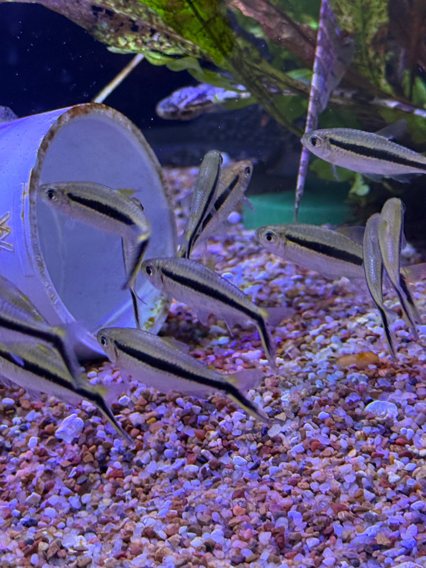 Penguin Tetra (Thayeria boehlkei)