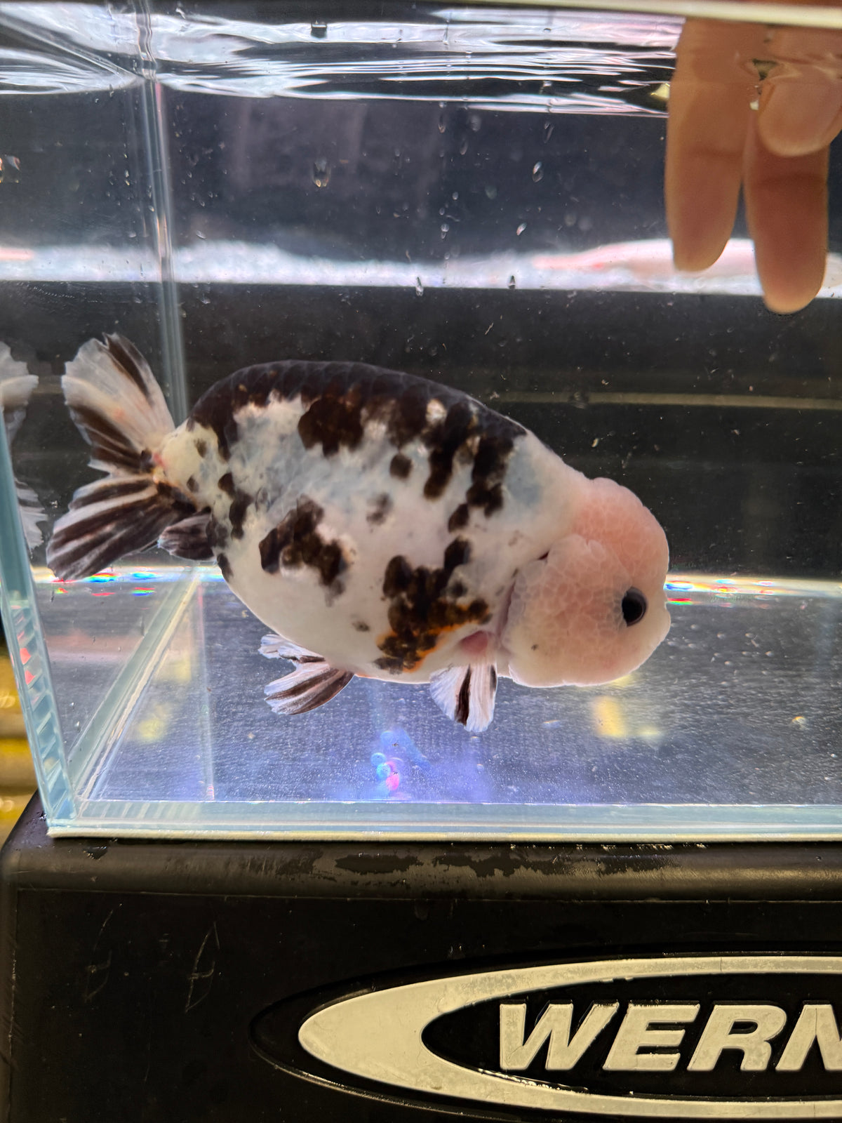 AAA Grade Chinese Milk Cow Ranchu