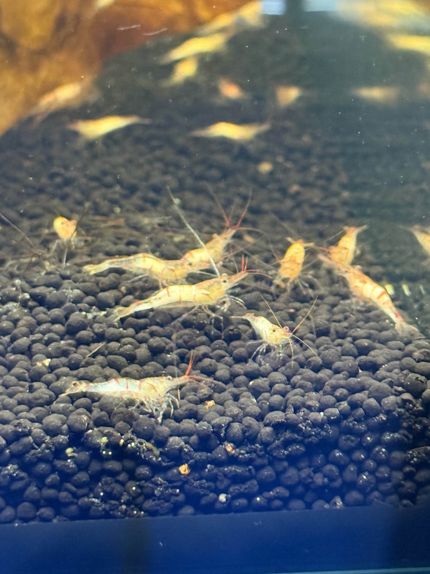 Sulawesi snow zebra shrimp Caridina holthuisi