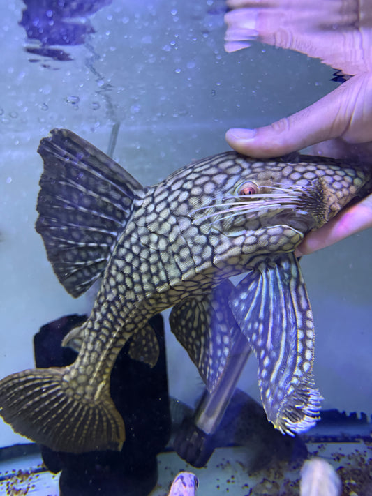 L330 Watermelon Pleco (Panaque Nigrolineatus Laurafabianae) Royal Pleco