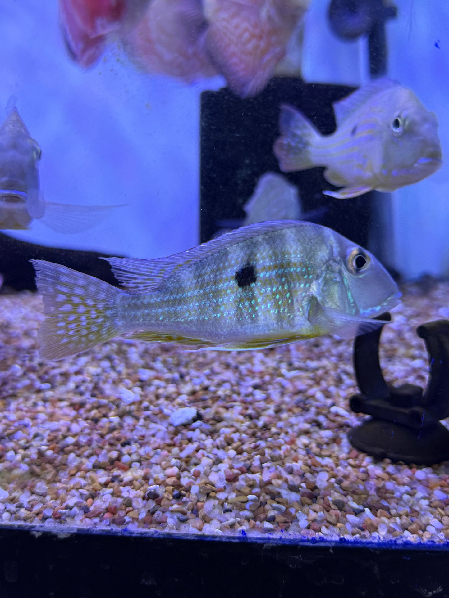 Geophagus neambi Tocantis Eartheater