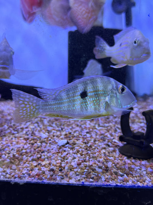 Geophagus neambi Tocantis Eartheater