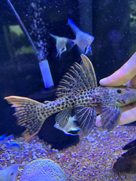 Super red L273 Titanic Pleco (Pseudacanthicus sp. L273)