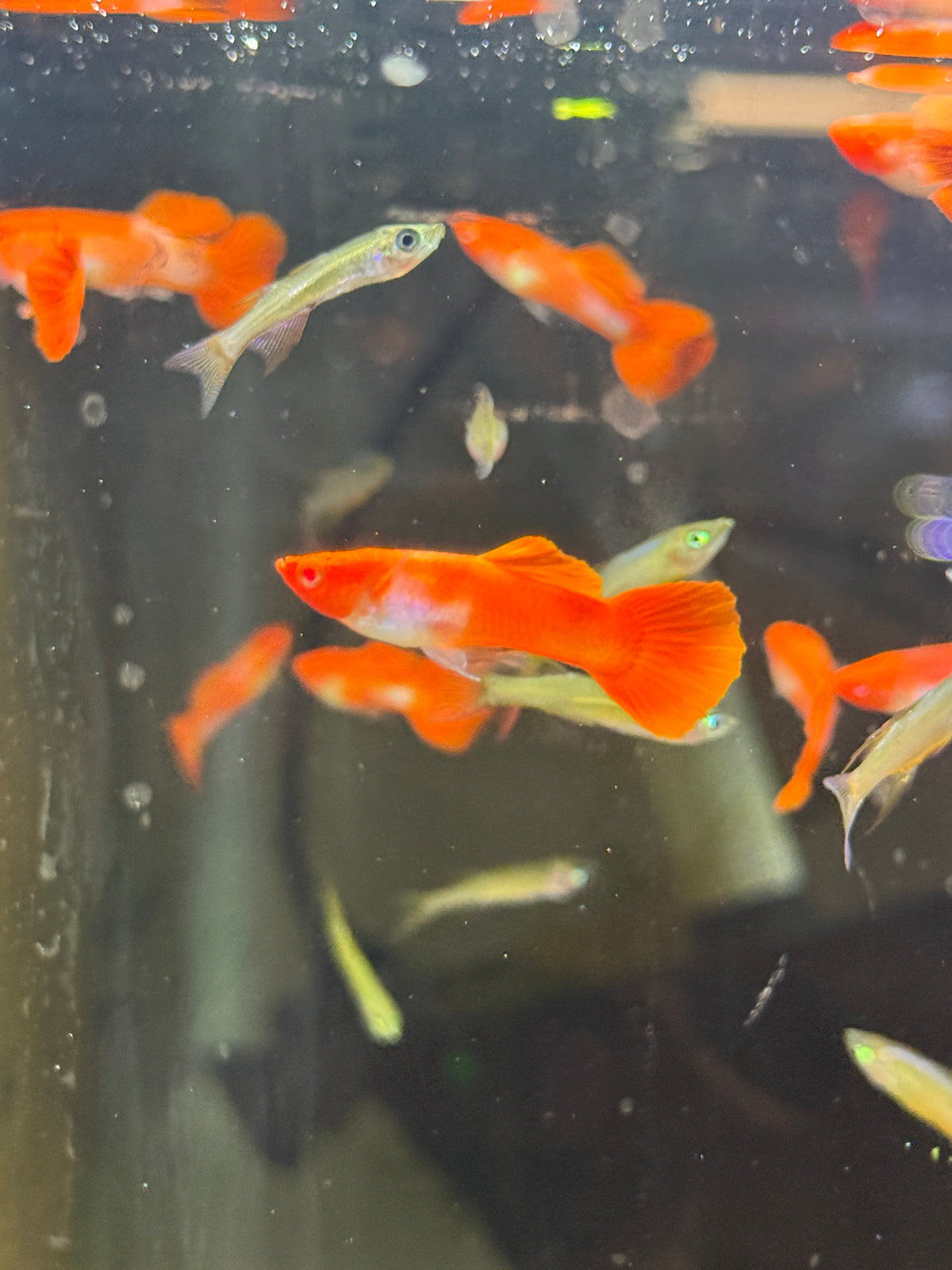 Albino Red Cap Guppy