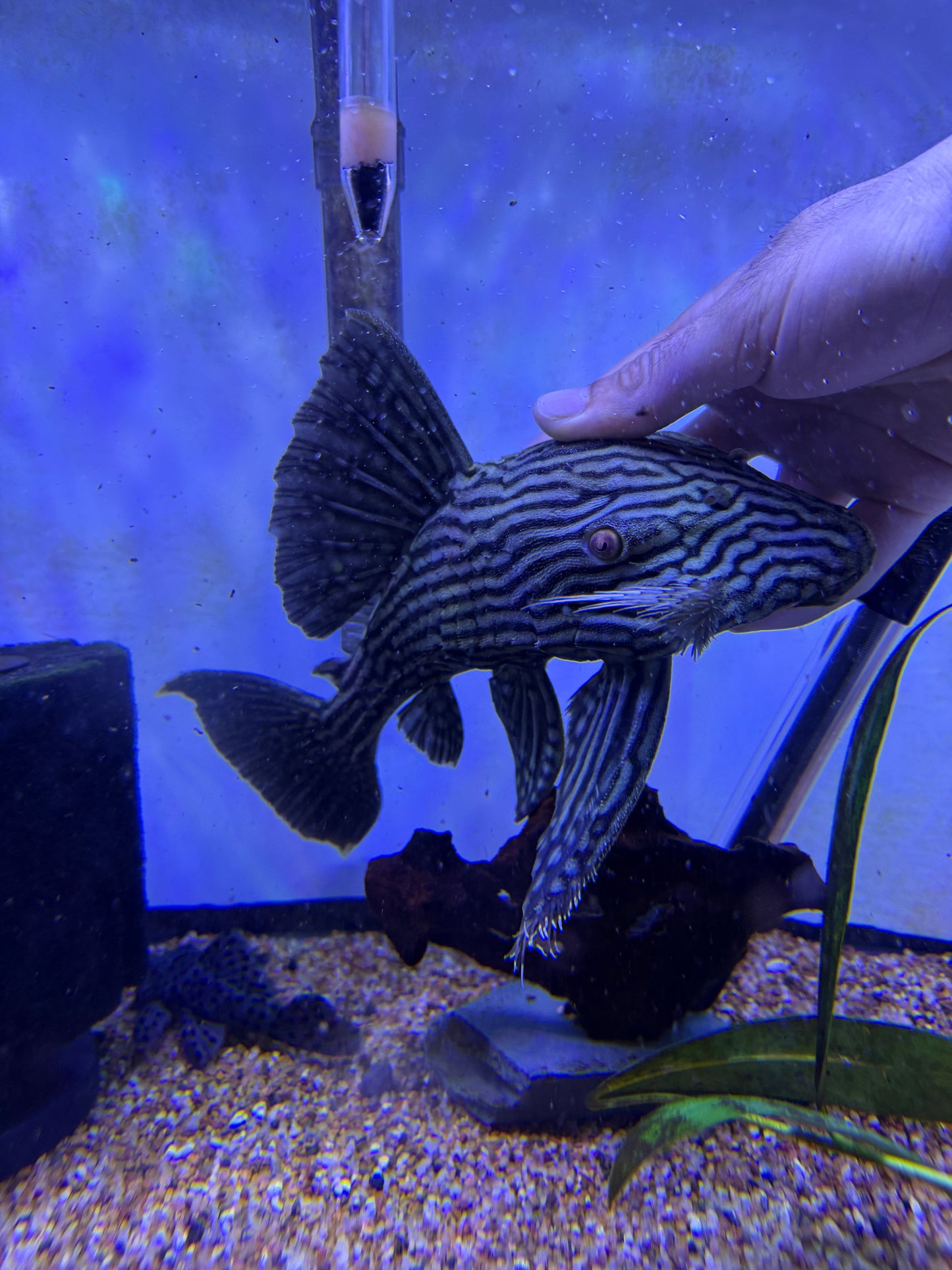L330 Watermelon Pleco (Panaque Nigrolineatus Laurafabianae) Royal Pleco