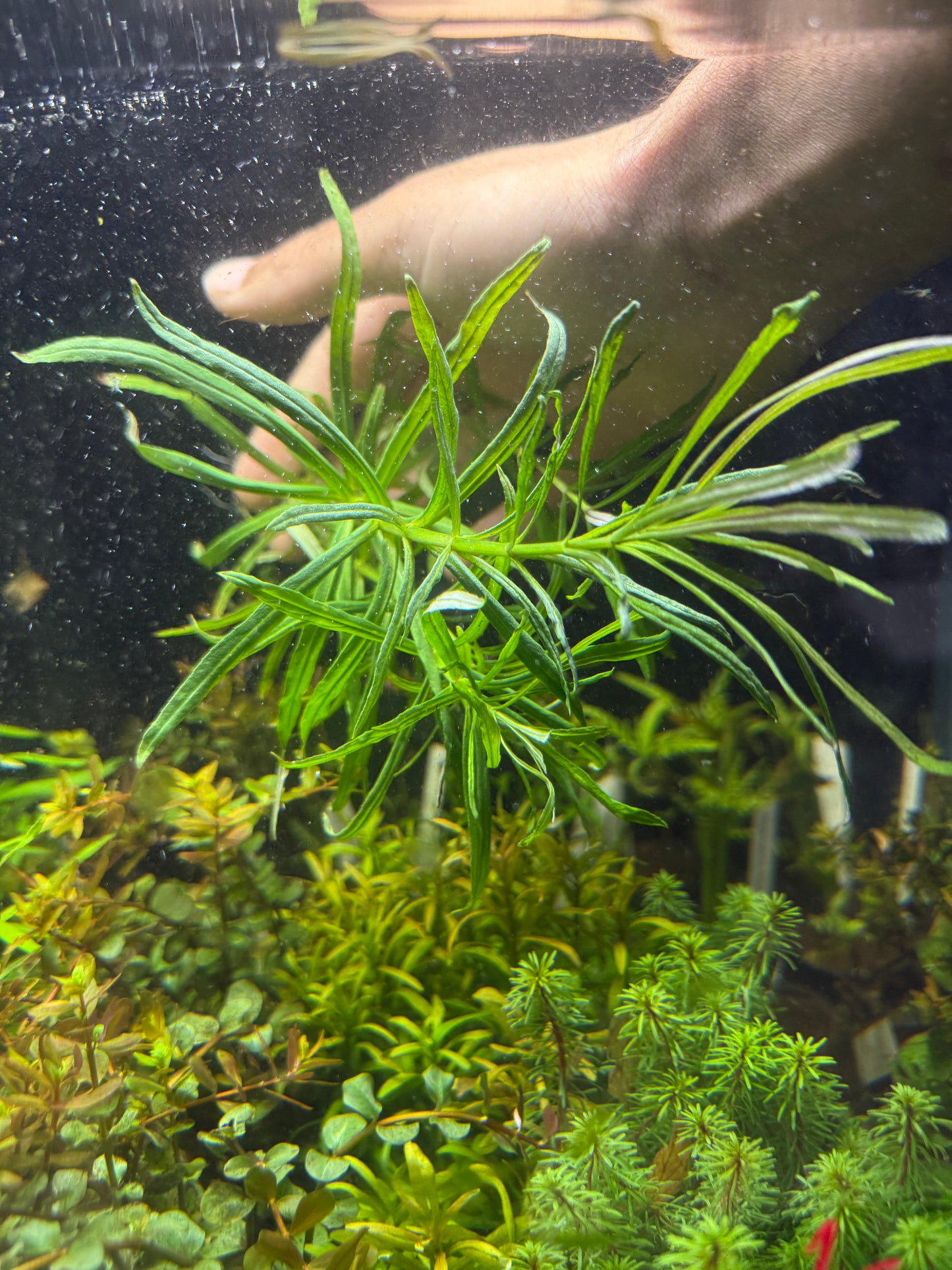 Pogostemon Stellatus / Pogo Narrowleaf Plant