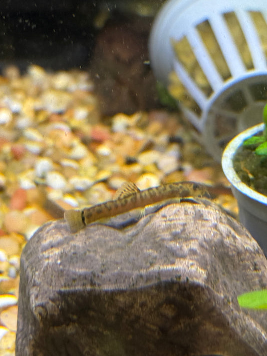 Crimson Loach /Schistura sp