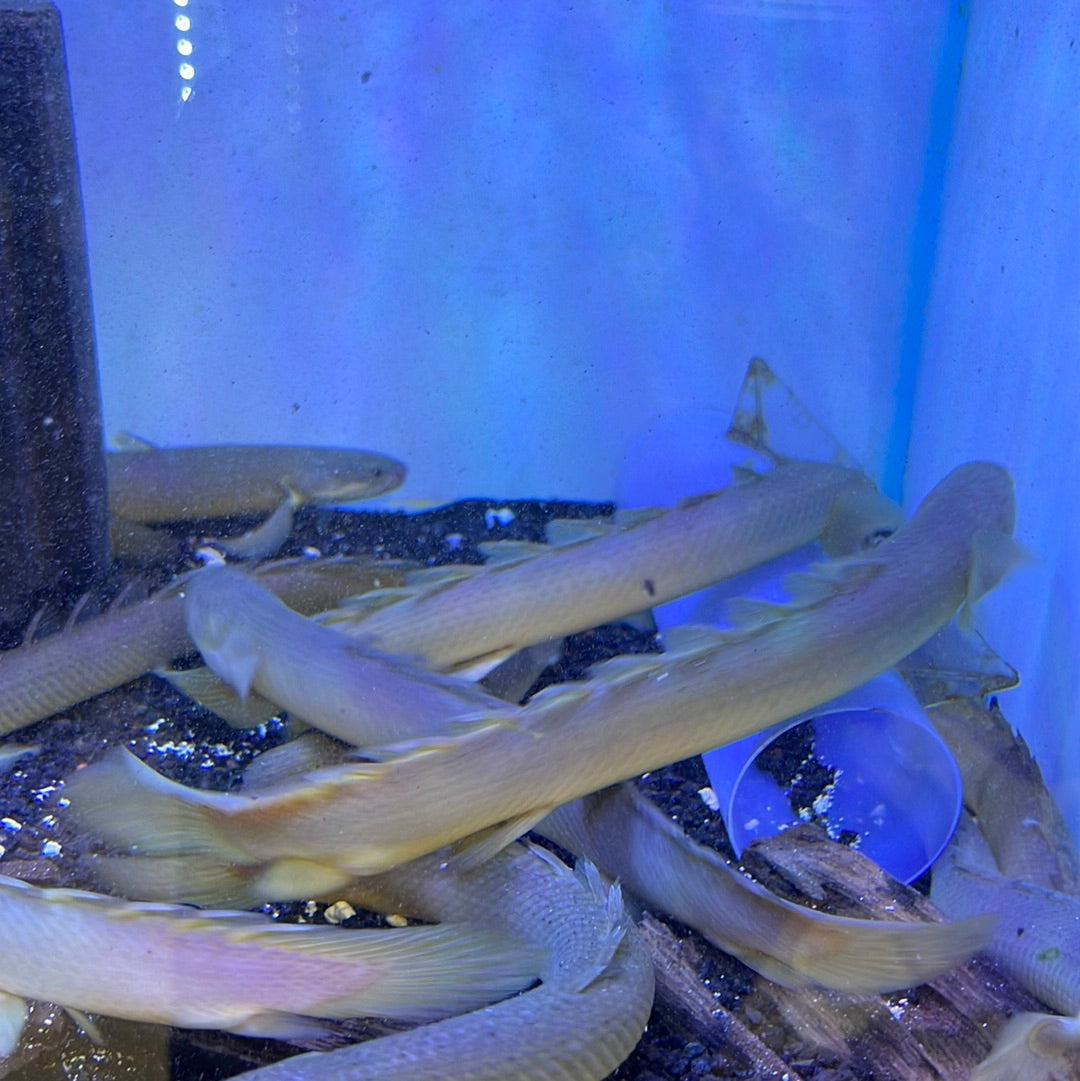 Polypterus Senegal sp nigeria