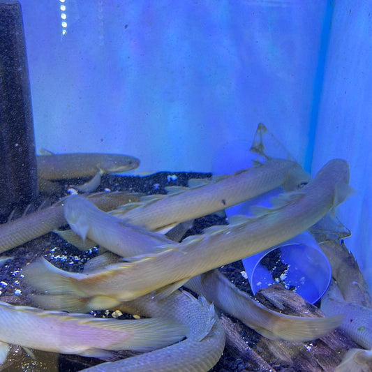 Polypterus Senegal Dinosaur Bichir