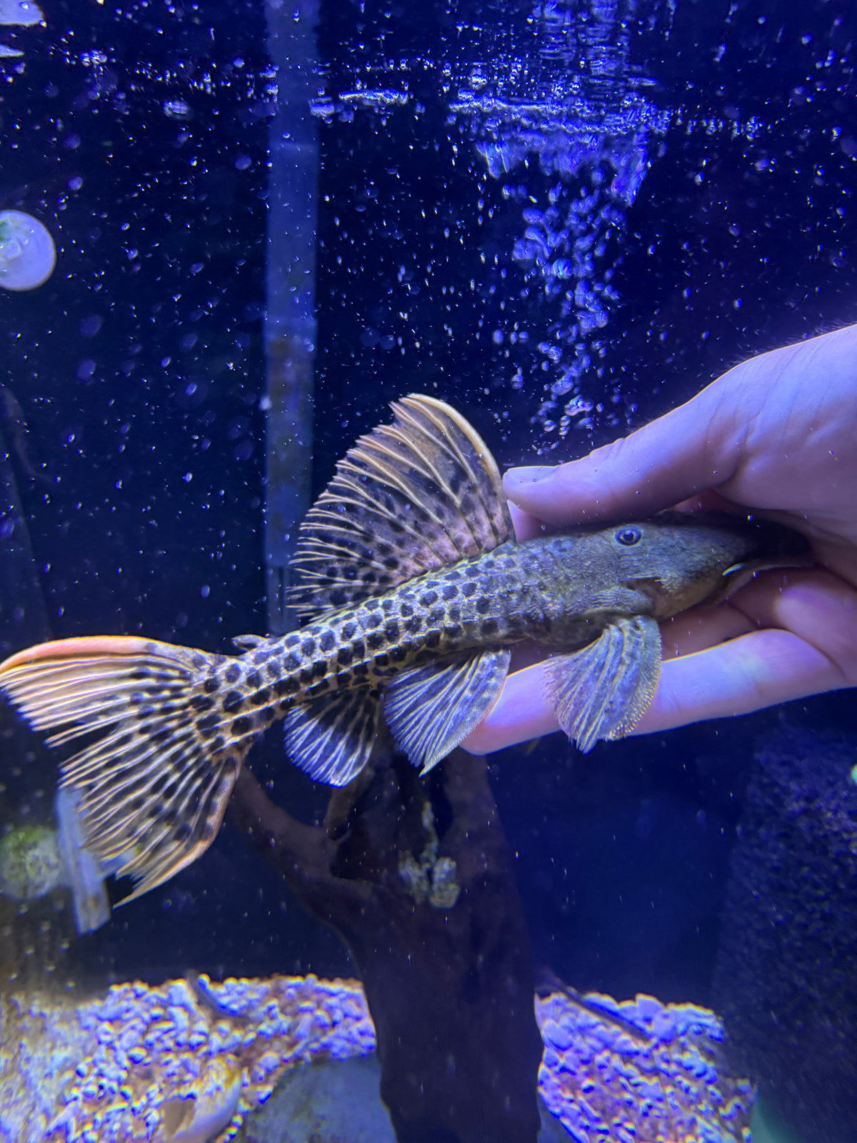 Super red L273 Titanic Pleco (Pseudacanthicus sp. L273)