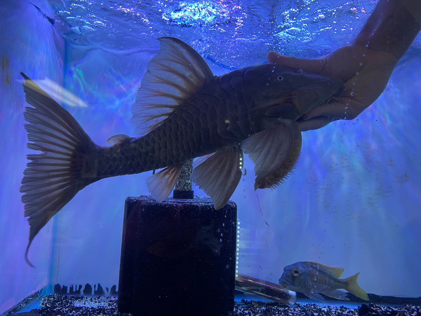 Panaque cochliodon Blue eye pleco